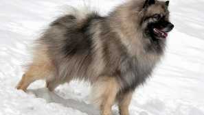 Keeshond nebo wolfspitz
